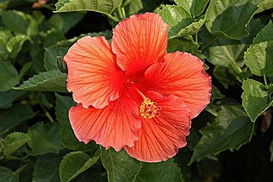 《绝地潜兵2》势不可挡 销量据说超过了500万套